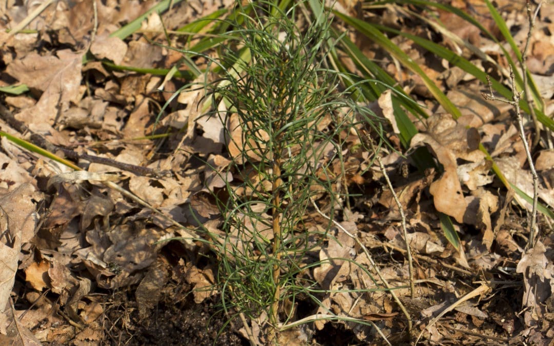 LA JOURNÉE INTERNATIONALE DE LA FORÊT À SCHERWILLER !
