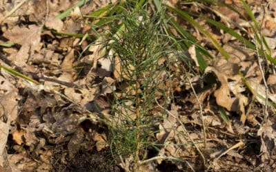 LA JOURNÉE INTERNATIONALE DE LA FORÊT À SCHERWILLER !