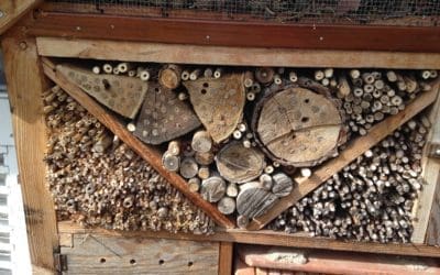 Découverte des hôtels à insectes
