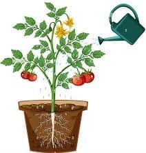 Vente de plants de tomates, de basilics, aubergines,..